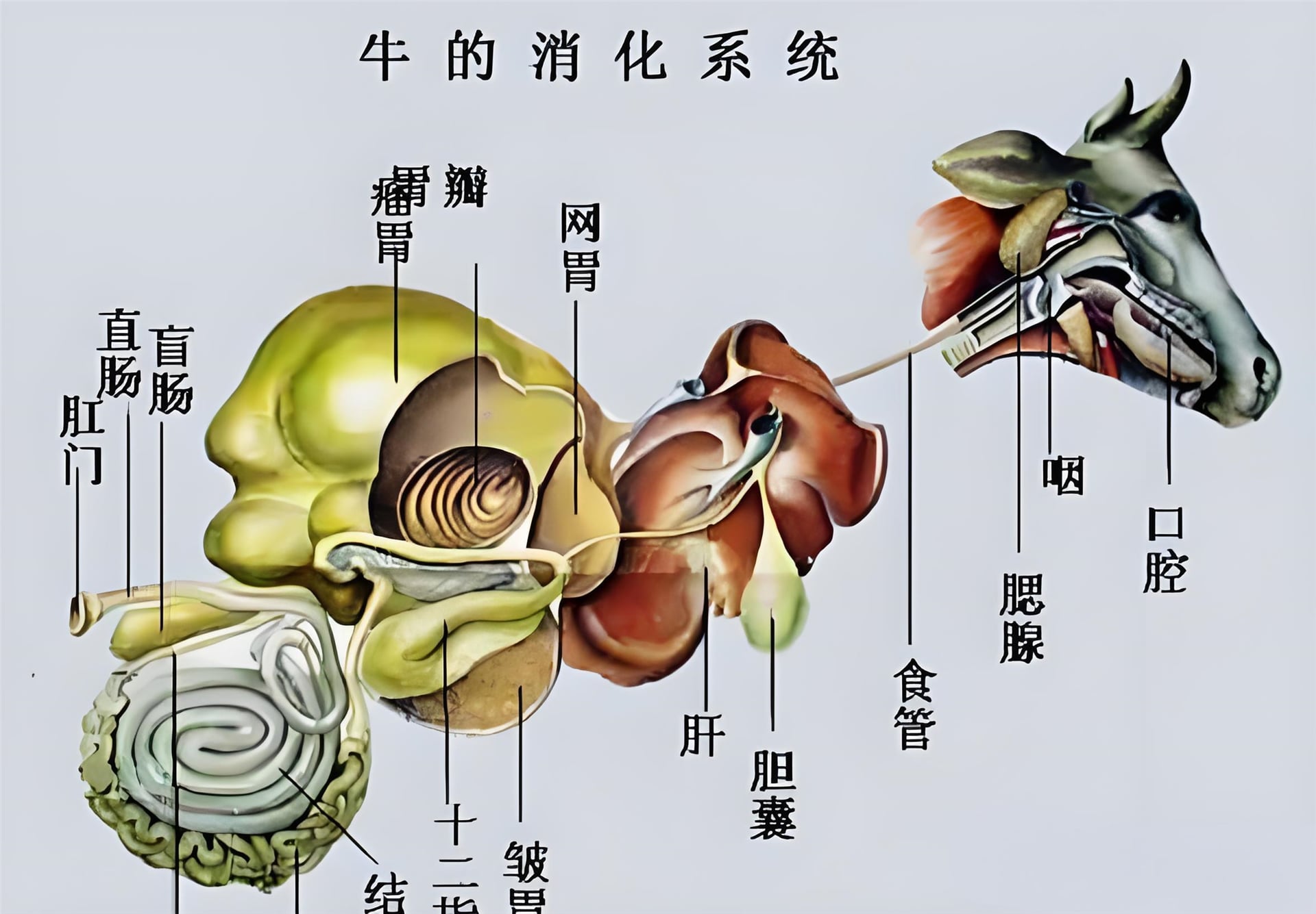 反芻類動物瘤胃體外模擬方案