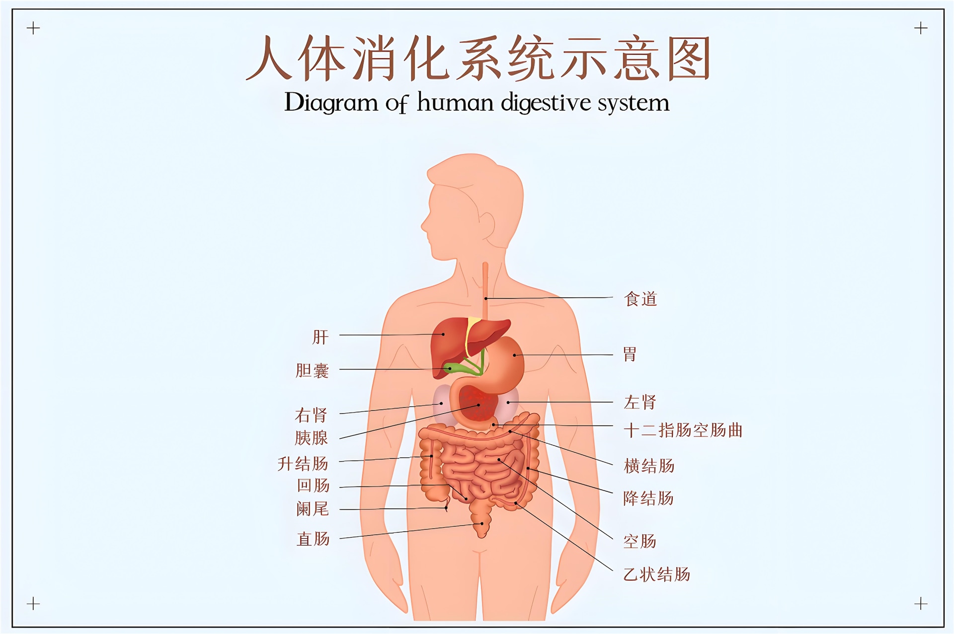 體外腸道模擬消化系統(tǒng)方案